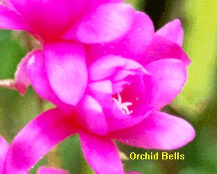 orchidbells.jpg
